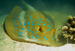 Spotted ray digging for food. Canon s90 compact by Spencer Burrows 